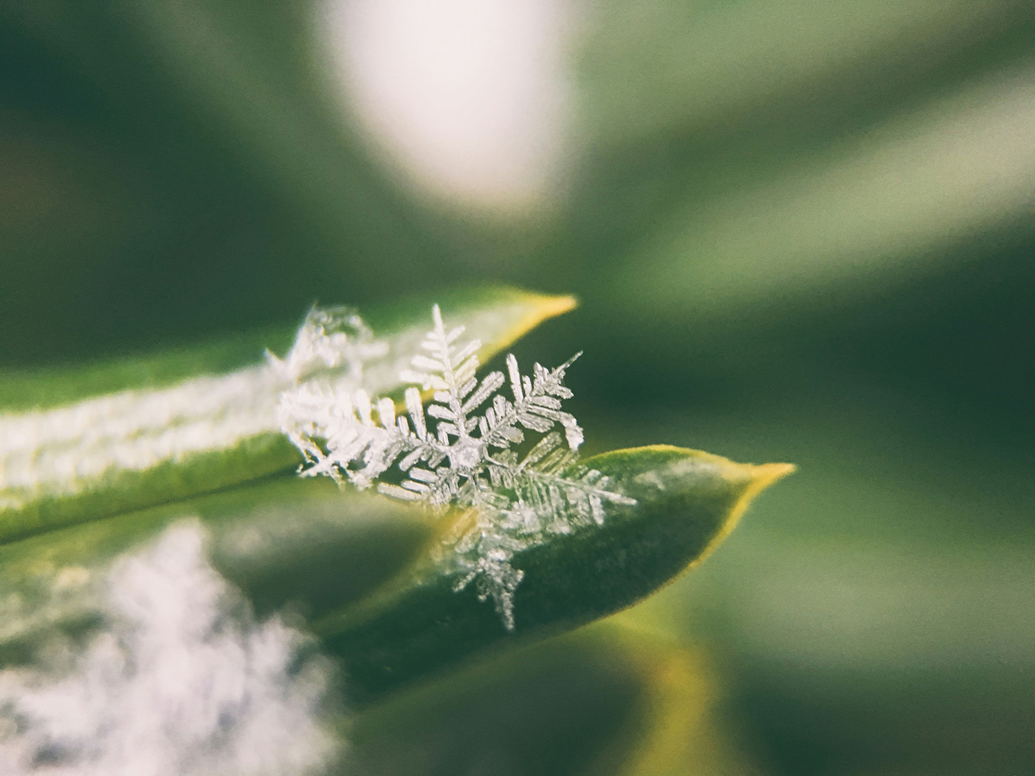 Close-up of intricate snowflakes resting on the tip of a green pine needle.