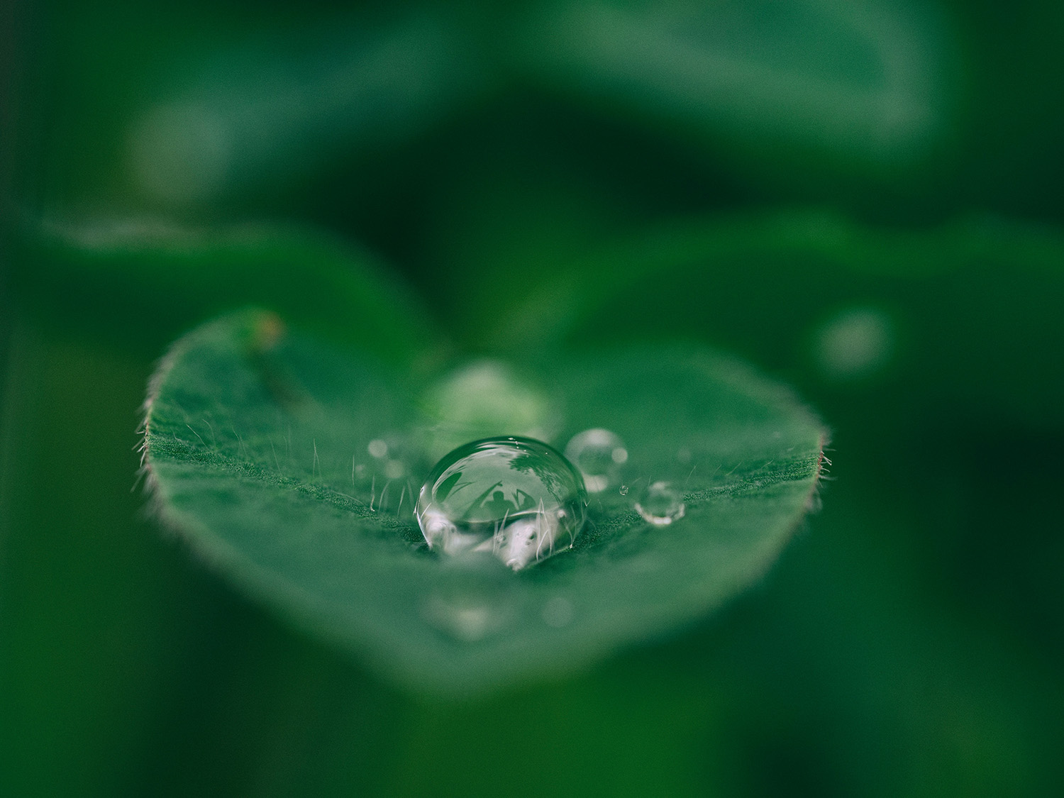 Close-up of a water droplet resting on a green clover leaf with a blurred natural background.