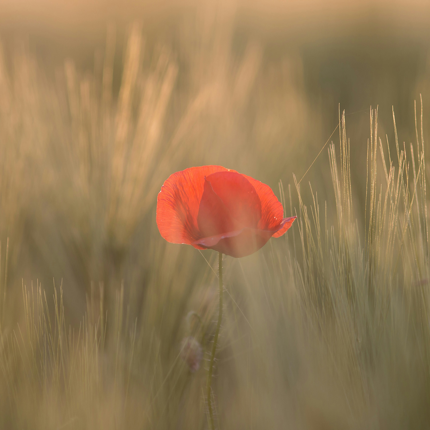 Close-up of a single red poppy flower blooming in a softly blurred grassy field at golden hour.